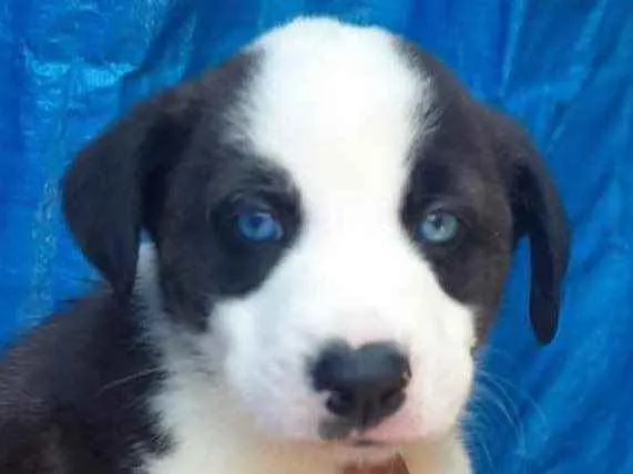 Cachorro raça SRD  idade Abaixo de 2 meses nome Sem Nome