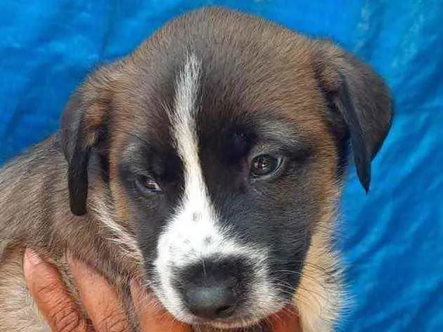 Cachorro raça SRD  idade Abaixo de 2 meses nome Sem Nome