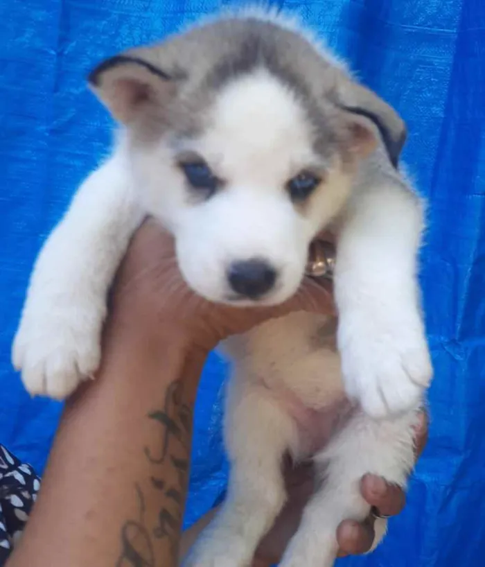 Cachorro raça SRD  idade Abaixo de 2 meses nome Sem Nome