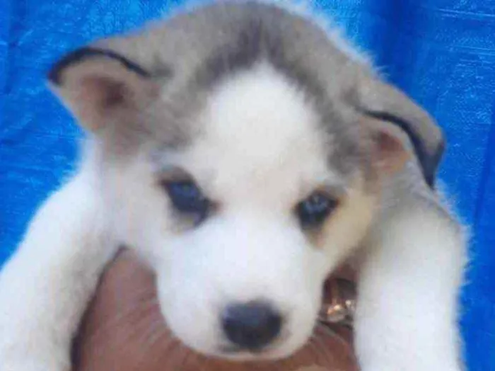 Cachorro raça SRD  idade Abaixo de 2 meses nome Sem Nome