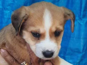 Cachorro raça SRD idade Abaixo de 2 meses nome Sem Nome