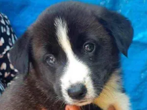 Cachorro raça SRD  idade Abaixo de 2 meses nome Sem Nome