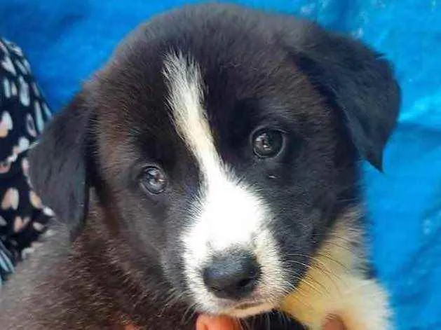 Cachorro raça SRD  idade Abaixo de 2 meses nome Sem Nome