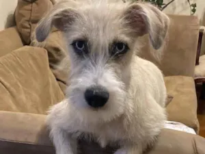 Cachorro raça SRD  idade 7 a 11 meses nome Valentina