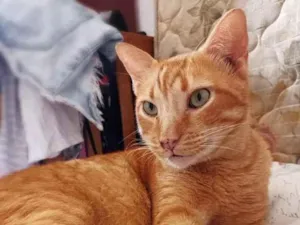 Gato raça srd idade 4 anos nome Matheus