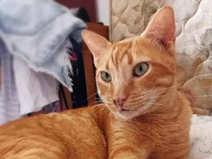 Gato ra a srd idade 4 anos nome Matheus