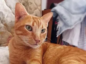 Gato raça srd idade 4 anos nome Matheus