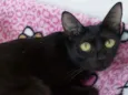 Maya 