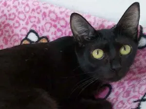 Gato raça Srd idade 1 ano nome Maya 