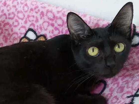 Gato ra a Srd idade 1 ano nome Maya 