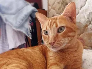 Gato raça srd idade 4 anos nome Matheus