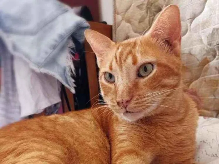 Gato ra a srd idade 4 anos nome Matheus