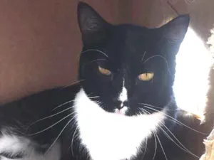 Gato raça srd idade 2 anos nome Mike