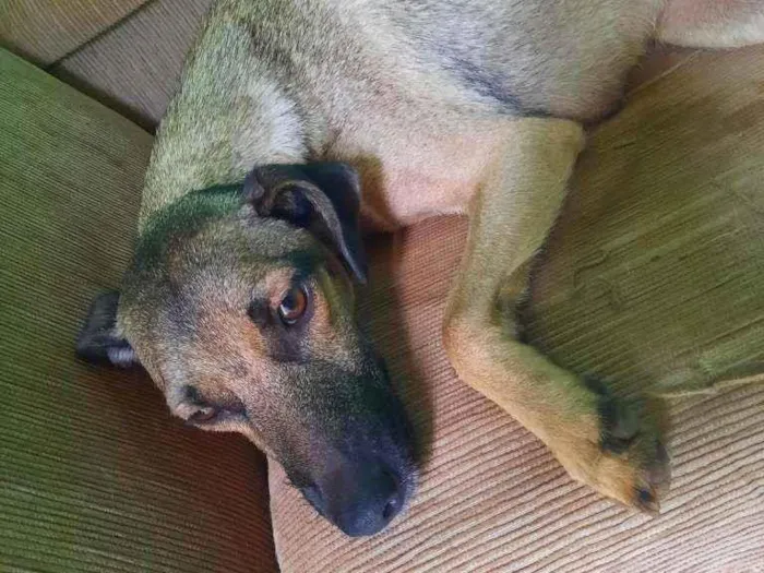 Cachorro ra a Vira lata  idade 2 a 6 meses nome Kira