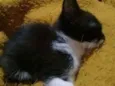 Nina