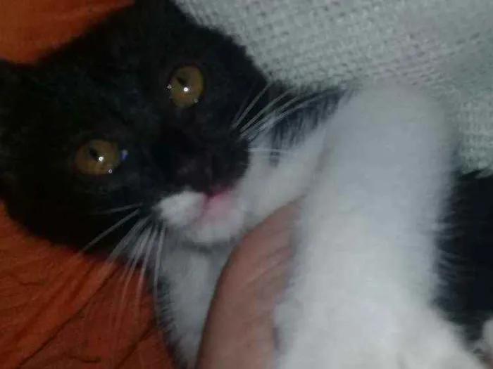 Gato ra a Vira-lata  idade 2 a 6 meses nome Nina