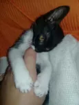 Nina