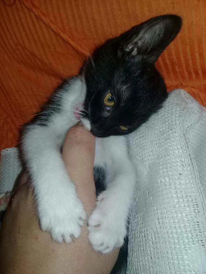 Gato ra a Vira-lata  idade 2 a 6 meses nome Nina