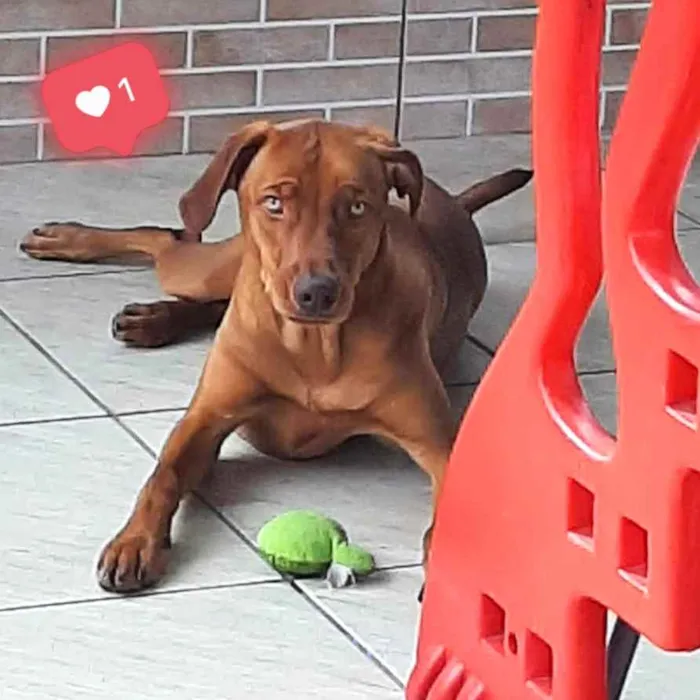 Cachorro ra a Srd idade 1 ano nome Toddy
