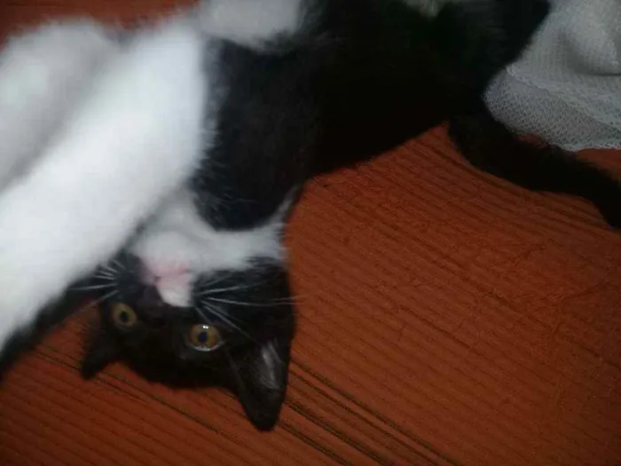 Gato ra a Vira-lata  idade 2 a 6 meses nome Nina