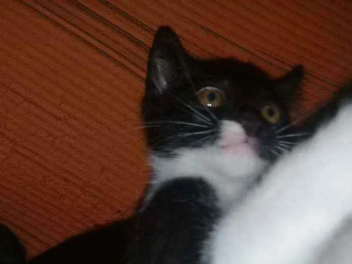 Gato ra a Vira-lata  idade 2 a 6 meses nome Nina