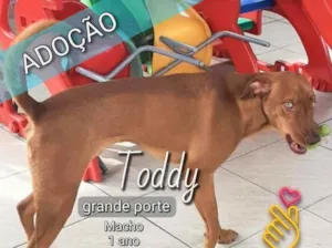 Cachorro raça SRD idade 1 ano nome Toddy