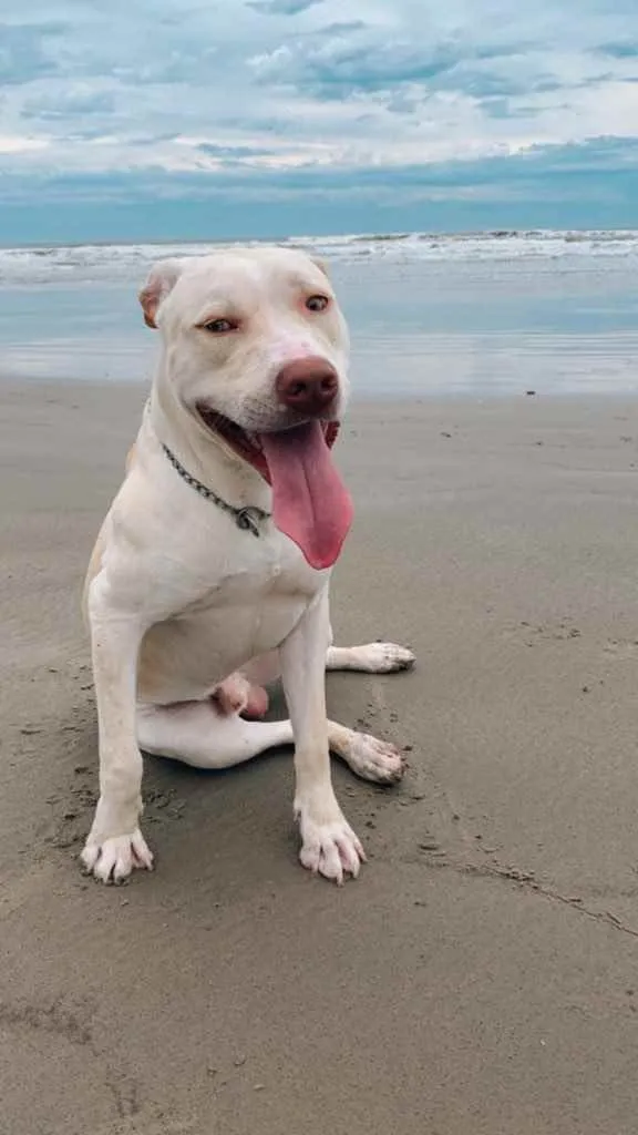 Cachorro ra a Pitbull  idade 7 a 11 meses nome Gohan