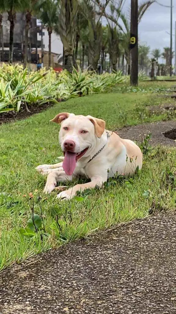 Cachorro ra a Pitbull  idade 7 a 11 meses nome Gohan