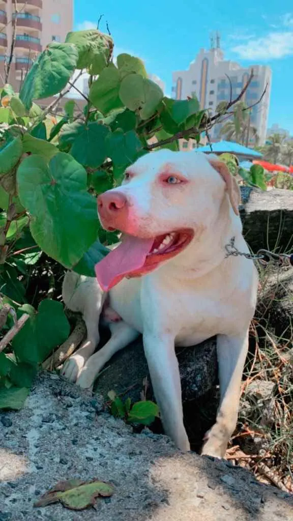 Cachorro ra a Pitbull  idade 7 a 11 meses nome Gohan