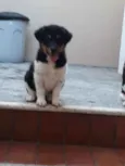 Leopoldo