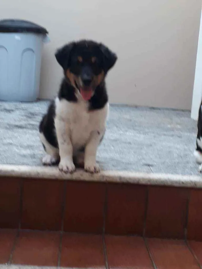 Cachorro raça Sem raça definida idade Abaixo de 2 meses nome Leopoldo