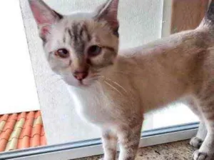Gato raça Srd idade 2 a 6 meses nome Pipoca bb3meses 