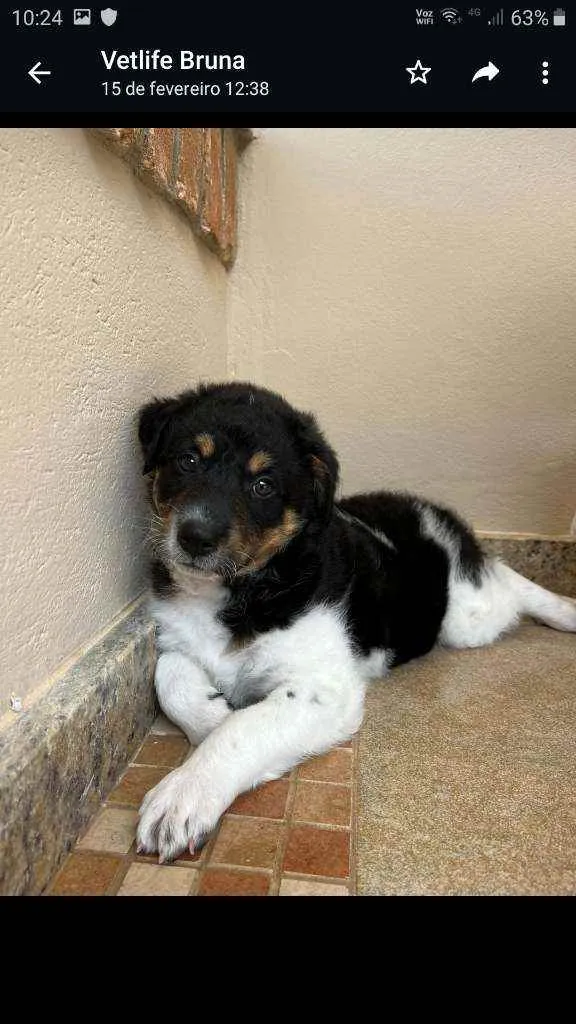Cachorro raça Sem raça definida idade Abaixo de 2 meses nome Leopoldo