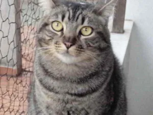 Gato raça Srd idade 1 ano nome Tom gorduchinho 