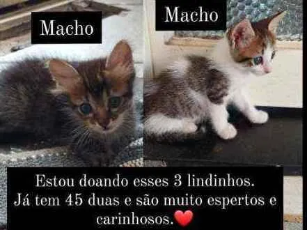 Gato raça SRD idade Abaixo de 2 meses nome Não tem nomes