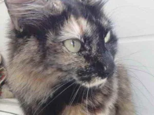 Gato raça Srd idade 1 ano nome Menina linda gatinha