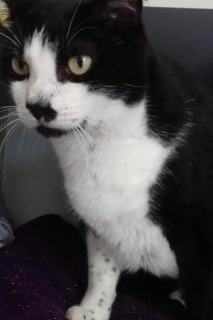 Gato raça Srd frajolinha  idade 3 anos nome Diego frajola lindo 