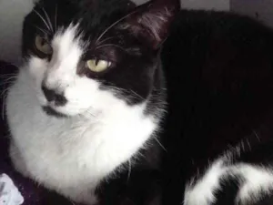 Gato raça Srd frajolinha  idade 3 anos nome Diego frajola lindo 