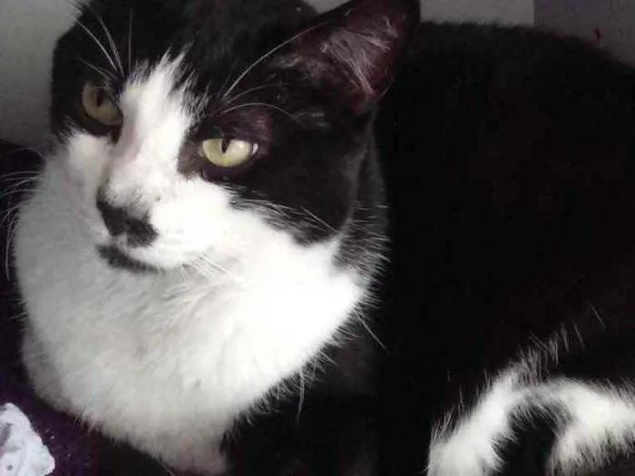 Gato raça Srd frajolinha  idade 3 anos nome Diego frajola lindo 