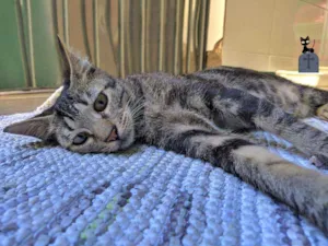 Gato raça srd idade 1 ano nome Azeitona
