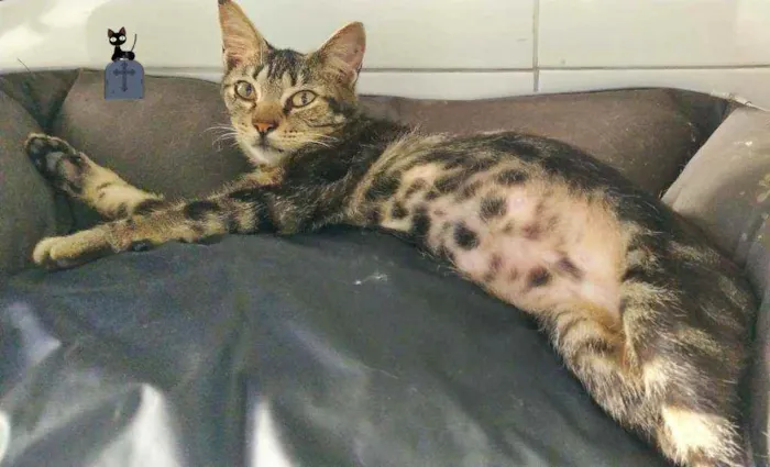 Gato ra a srd idade 1 ano nome Azeitona