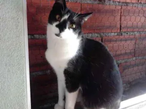 Gato raça Srd frajolinha  idade 1 ano nome Linguiça linda 