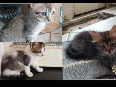 Gato raça SRD idade Abaixo de 2 meses nome Não tem nomes