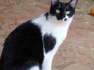 Gato raça Srd frajolinha  idade 1 ano nome Sarah Linda 