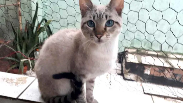 Gato raça Srd idade 7 a 11 meses nome Biscoito bebê 8meses