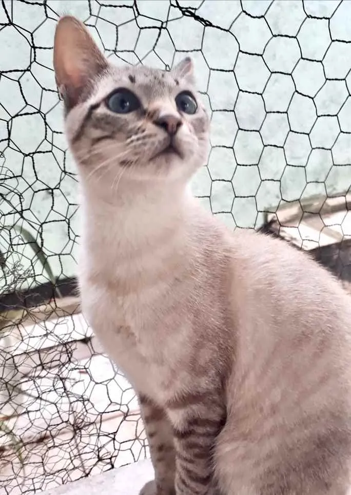 Gato raça Srd idade 7 a 11 meses nome Biscoito bebê 8meses