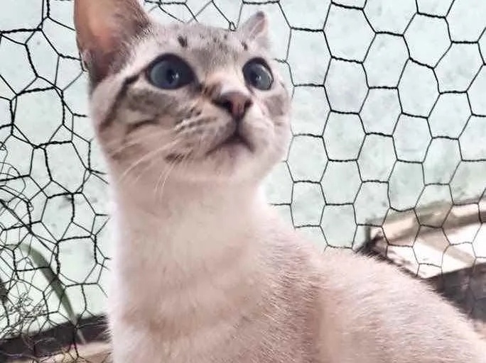 Biscoito bebê 8meses