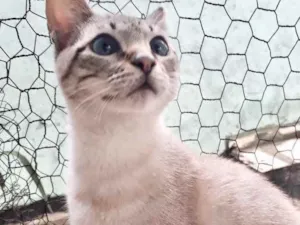 Gato raça Srd idade 7 a 11 meses nome Biscoito bebê 8meses