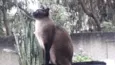 Gato raça Siamês  idade 1 ano nome Nick 1 aninho 