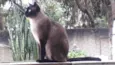 Gato raça Siamês  idade 1 ano nome Nick 1 aninho 